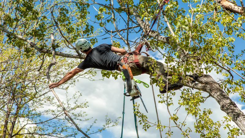 Tree Service in San Antonio, TX – Why Tree Care Should Not Be Ignored