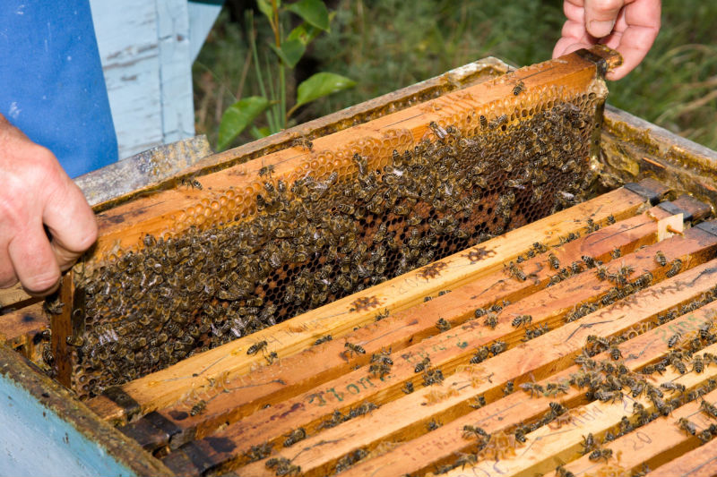 Reasons to Call a Pro to Handle a Honey Bee Swarm in Dublin OH