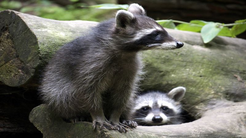 Effective Opossum Removal in Westerville OH