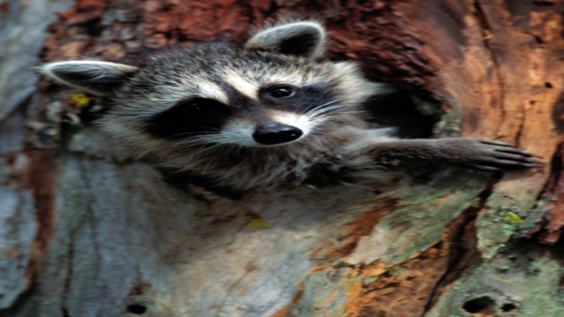 Tips For Opossum Removal In Dublin, OH