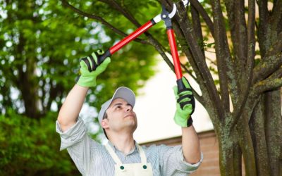 Revitalize Your Landscape with Premier Tree Service in Mandarin, FL