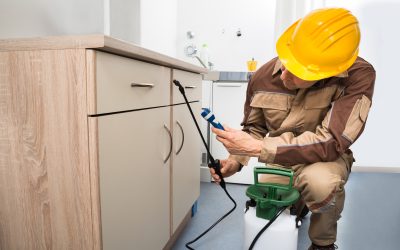 Pest Removal Services Clovis CA Offer Reliable Solutions for Every Household Problem